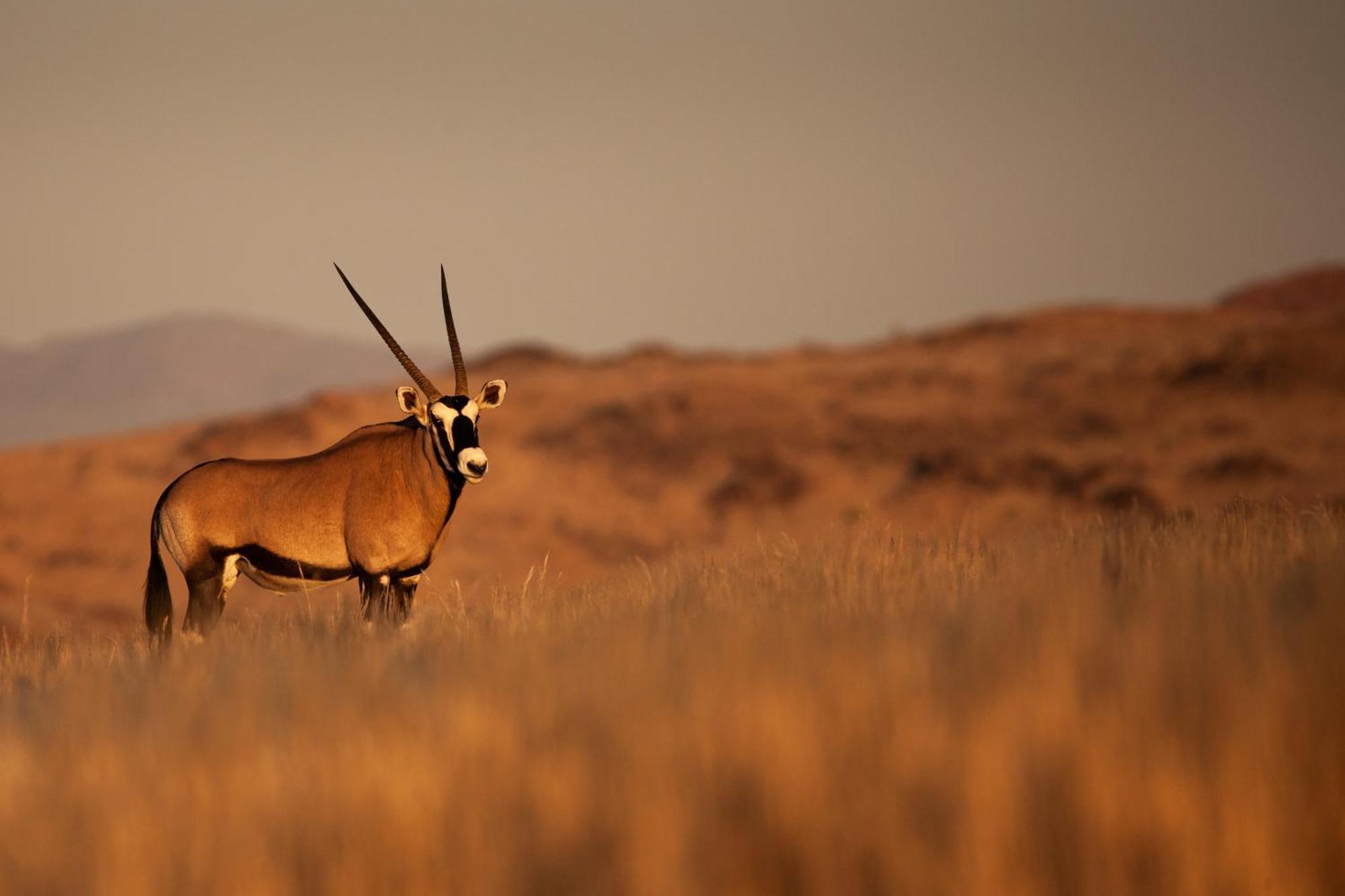 Sandfontein Lodge & Nature Reserve Eksteriør bilde